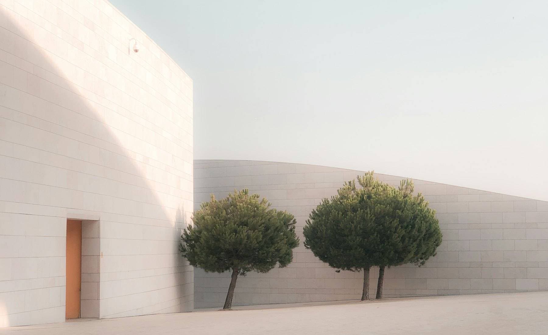 White rendered house with two olive trees