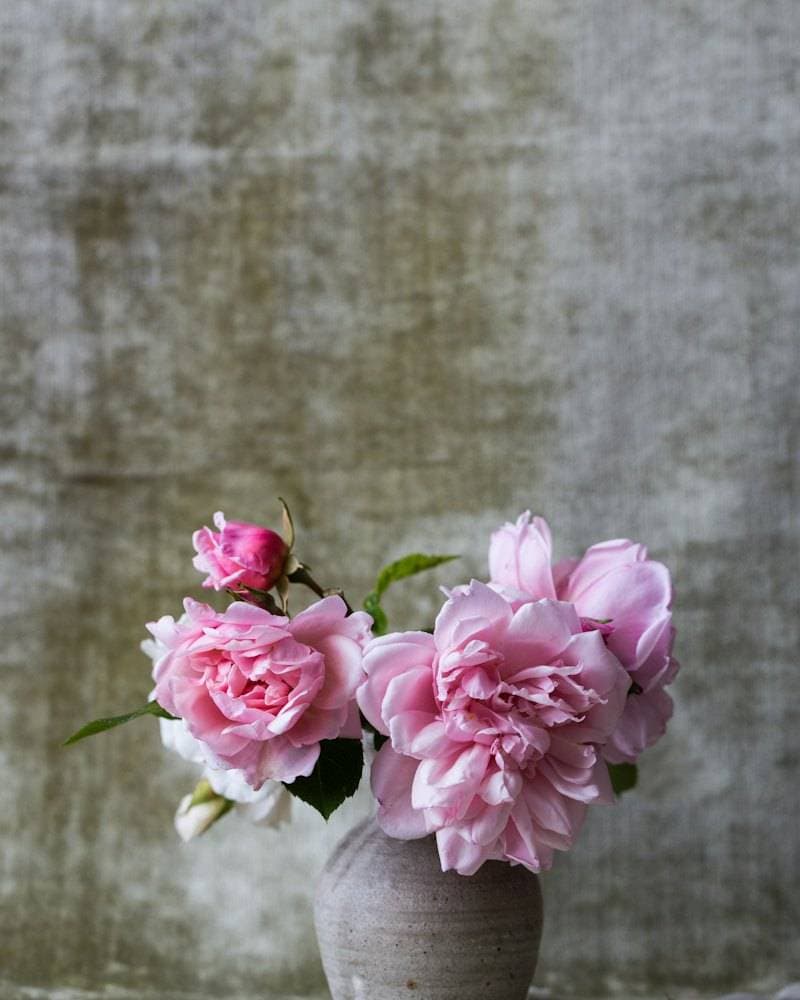 Peony Season
