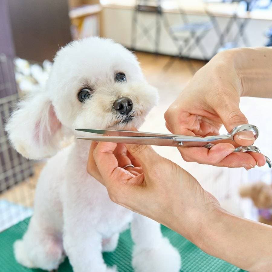 A freshly groomed dog