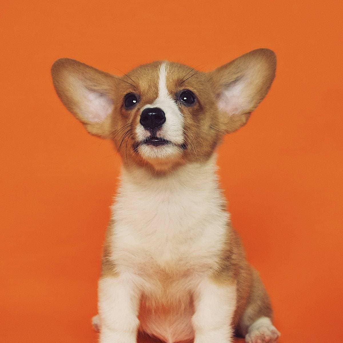 Happy corgi puppy