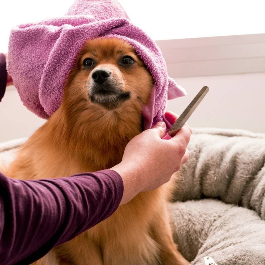 A freshly groomed dog